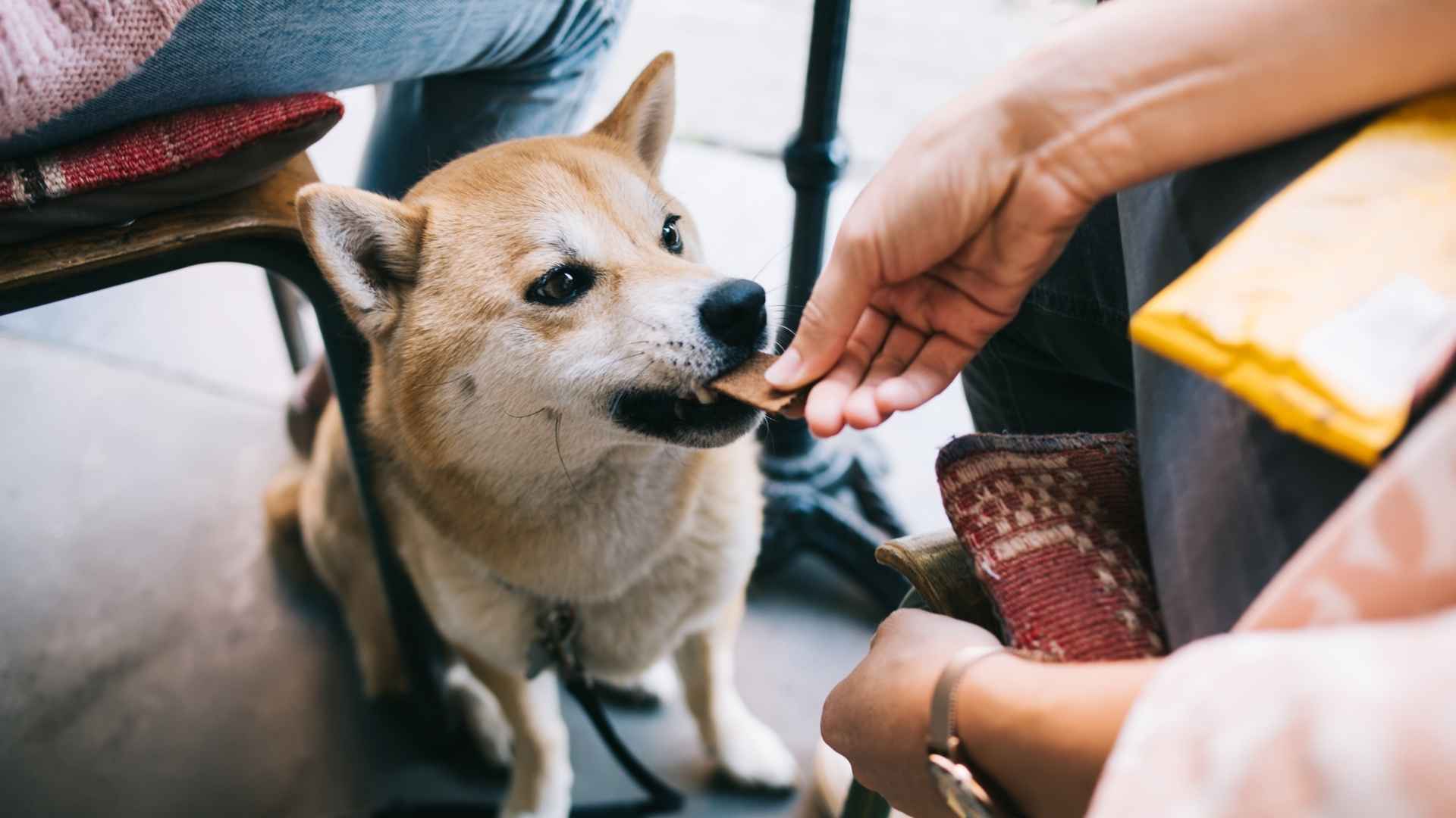 snacks deshidratados para perros caseros